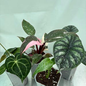 Beginner friendly plant bundle, easy plants, exotic plants, aroids, alocasia, monstera, philodendron, anthurium