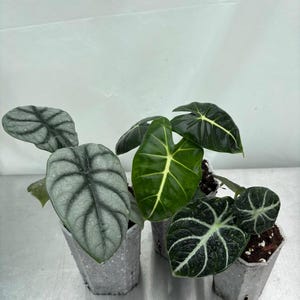 Easy Alocasia  Bundle, rare plants, exotic plants, aroids, alocasia, Simple alocasia