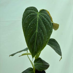 Philodendron &#39;Splendid&#39; - verrucosum x melanochrysum,rare philodendron, climbing philodendron, tropical philodendron