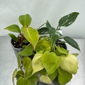 Easy Philodendron plants, exotic plants, aroids, anthurium, Easy Philodendron, plant bundle, Philodendron bundle