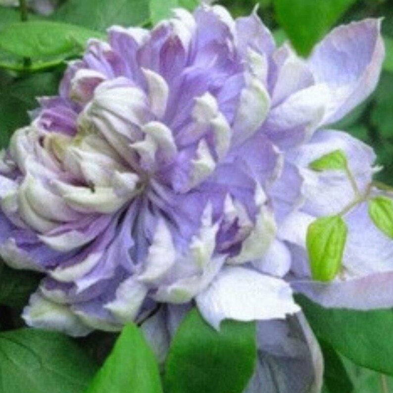Blue Lights Pink Clematis 25 Seeds - Etsy