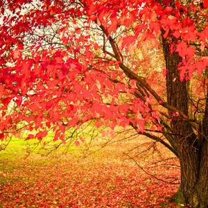 May include: An autumnal image of a tree with vivid red leaves. The leaves form a dense canopy. The ground is covered in fallen leaves, with patches of green and yellow grass visible beneath the tree.