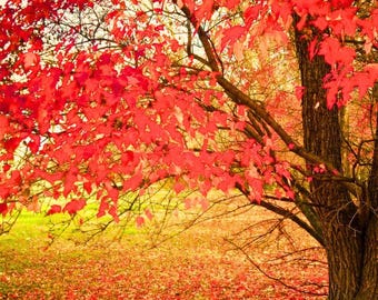 Red Maple Tree Seeds (30+): Acer Rubrum, Zones 3-9 - Etsy
