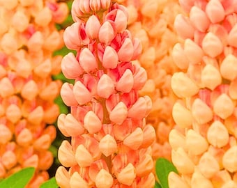 Salmon Star Lupine Hardy Flower Perennial 25 Seeds