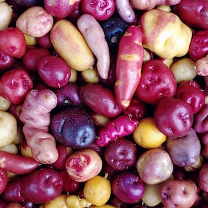 May include: A close-up shot of a variety of colorful potatoes. The potatoes vary in size, shape, and color, including red, purple, yellow, and tan. Some are oblong, while others are round or irregular. The image is well-lit, showcasing the textures and hues.