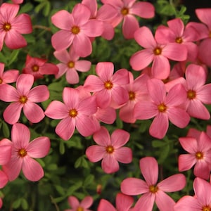Puede incluir: Primer plano de flores rosas con cinco pétalos y centros amarillos. Las flores están en plena floración, con un vibrante tono rosa. El fondo es un verde exuberante, creando un hermoso contraste. La imagen muestra un arreglo floral natural.