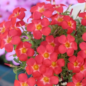 Peut inclure: Gros plan sur un bouquet de fleurs rouge vif avec des centres jaunes et des accents blancs. Les fleurs ont cinq pétales et sont entourées de feuilles vertes. L'arrière-plan est rose pâle.