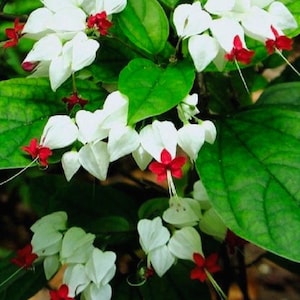 Può includere: Primo piano di una pianta fiorita con petali bianchi a forma di cuore e accenti rossi vibranti. La pianta presenta grandi foglie verdi lucide, creando un contrasto sorprendente.