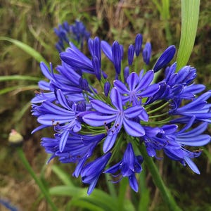 Agapanthus africanus bleu 50 belles graines de fleurs