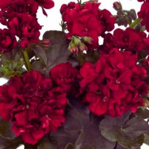 Puede incluir: Primer plano de vibrantes flores de geranio rojo en plena floración. La imagen muestra racimos de pétalos de color rojo intenso con follaje verde oscuro. Las flores son el punto focal, con un fondo suave y natural.