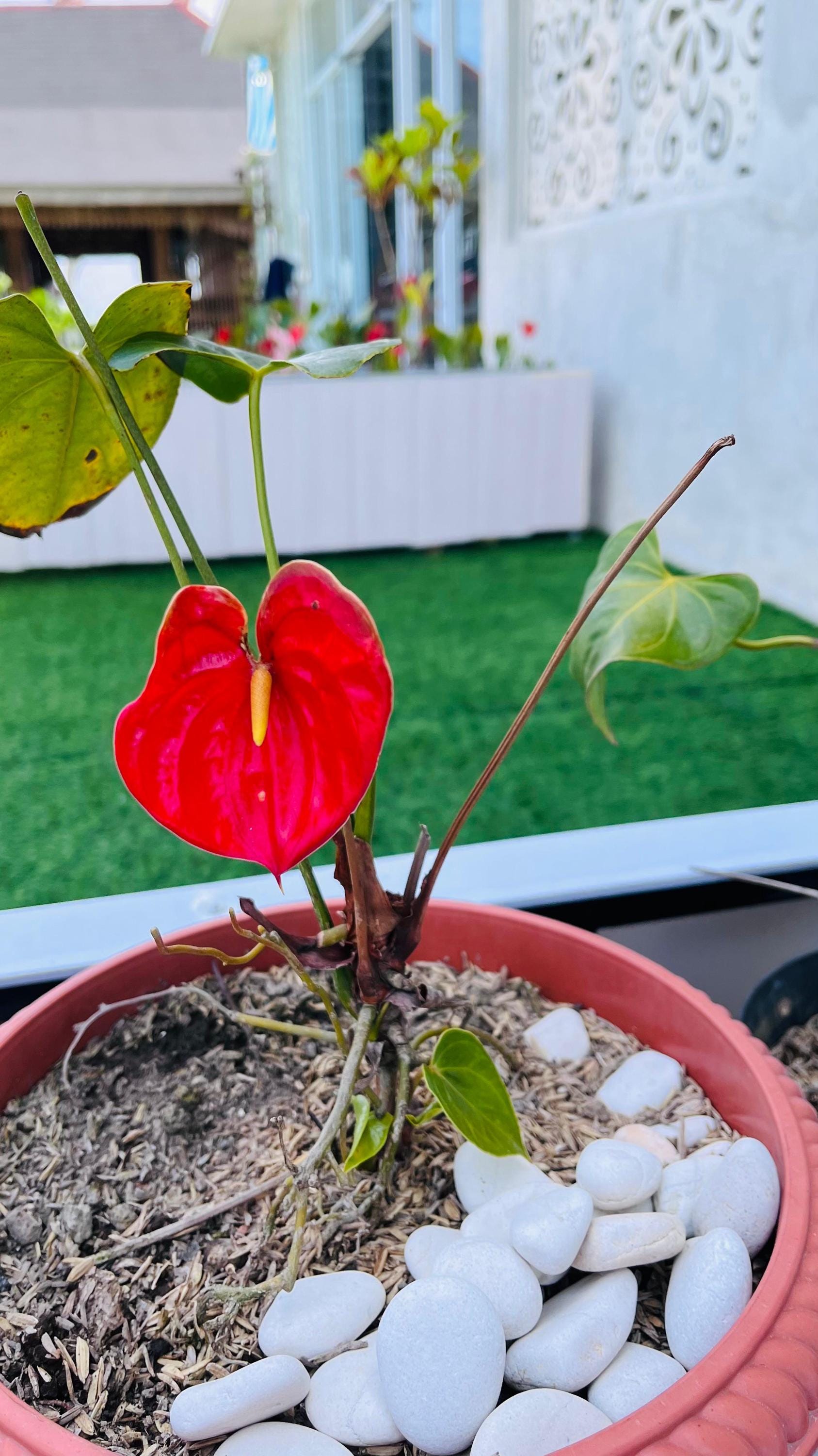 Anthurium seeds - Etsy 日本