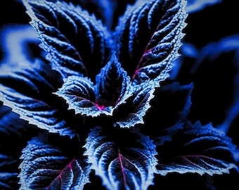 20+ Rare Blue Black Green Coleus Seeds - Unique Colorful Foliage for ...