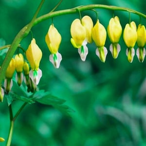 Op de afbeelding: Close-up van gele bloeiende hartbloemen die aan een groene stengel hangen. De hartvormige bloemen hebben witte en groene details, tegen een vage groene achtergrond.