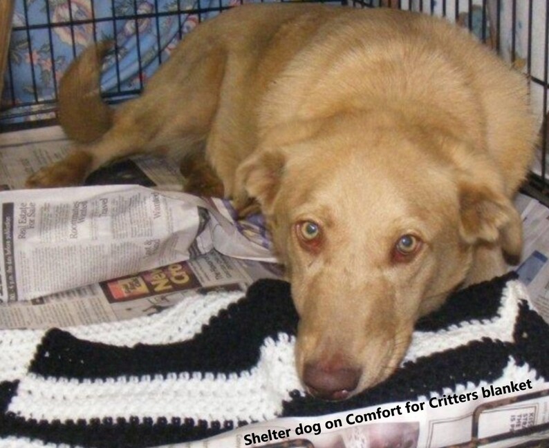 Ships Free Blankets To An Animal Shelter Green One Of A Kind Pet Blanket Each Ships Free Blankets To An Animal Shelter Green One Of A Kind Pet Blanket Each