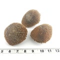 Sunflower Heads - 3 Pack - Bird toy parts for parrots, conures, African Greys, etc.