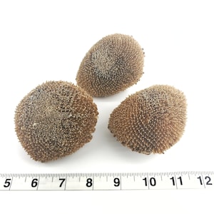 Sunflower Heads - 3 Pack - Bird toy parts for parrots, conures, African Greys, etc.