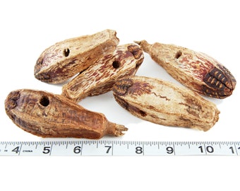 20 Pack - Drilled Mahogany Pods for Bird Toy Making