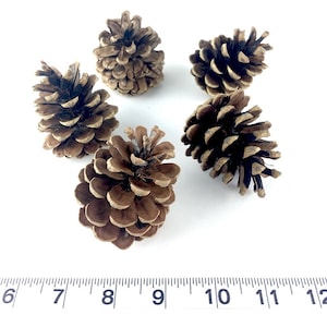 May include: Five brown pine cones of varying sizes are arranged on a white surface. The pine cones have a natural, textured appearance with open scales. A ruler is placed below the pine cones, with measurements in inches.