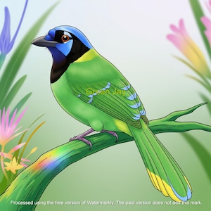 Puede incluir: Ilustración vibrante de un arrendajo verde posado en una rama. El ave presenta un plumaje verde brillante, una cabeza azul y una máscara negra. La rama tiene un efecto arcoíris. El texto "Green Jay" está en la imagen.