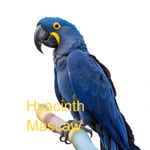 Könnte beinhalten: Ein Hyazinth-Ara auf einem Ast. Der große Papagei hat ein leuchtend blaues Gefieder, einen schwarzen Schnabel und gelbe Augenringe. Der Text "Hyacinth Macaw" ist gelb dargestellt.