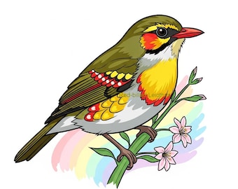 Red-billed Leiothrix clipart-png | Digitale download kleurrijke zangvogel | Bosvogelillustratie | Afdrukbare vogelkunst