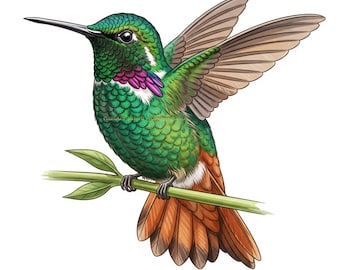 Colibrí de cola rufa (Acuarela) / Ave tropical PNG / Ilustración de fauna exótica / Descarga instantánea / Uso comercial