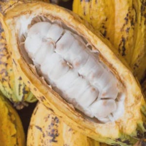 Cocoa butter, edible, virgin, grade A, organic, unrefined, unfiltered, raw cocoa butter, 1 pound/16 oz/450 grams