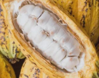 Cocoa butter, edible, virgin, grade A, organic, unrefined, unfiltered, raw cocoa butter, 1 pound/16 oz/450 grams