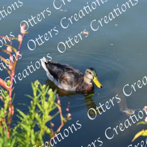 Duck in Water Photography Print – Peaceful Nature Bird Wall Art, Wildlife Lake Photo, Rustic Home Decor Digital Download