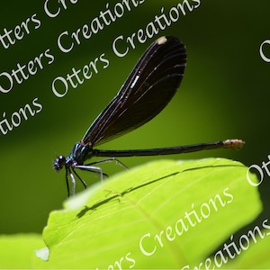 Nature Photography Print – Macro Insect Digital Photo Download for Decor