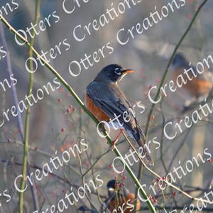 Robin on a Branch – Nature Photography Digital Art