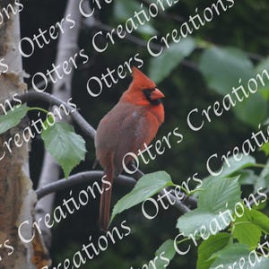 Cardinal in Tree Photo - Red Bird Nature Photography Print - Wildlife Wall Art - Digital Download - Forest Bird Decor - Rustic Art