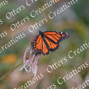 Monarch Butterfly Digital Print – Nature Wall Art – Instant Download Photography – Insect Decor – Orange Butterfly Poster