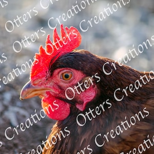 Chicken Digital Art Print – Farm Animal Photography – Instant Download – Rustic Farmhouse Wall Decor – Hen Photography