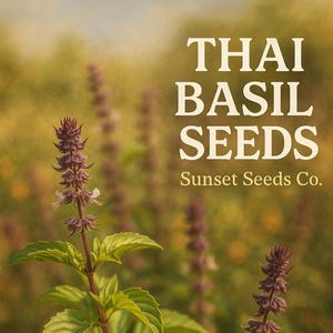 350 Thai Basil Seeds: Ocimum basilicum var. Thyrsiflorum - Heirloom, Non-GMO, Organic