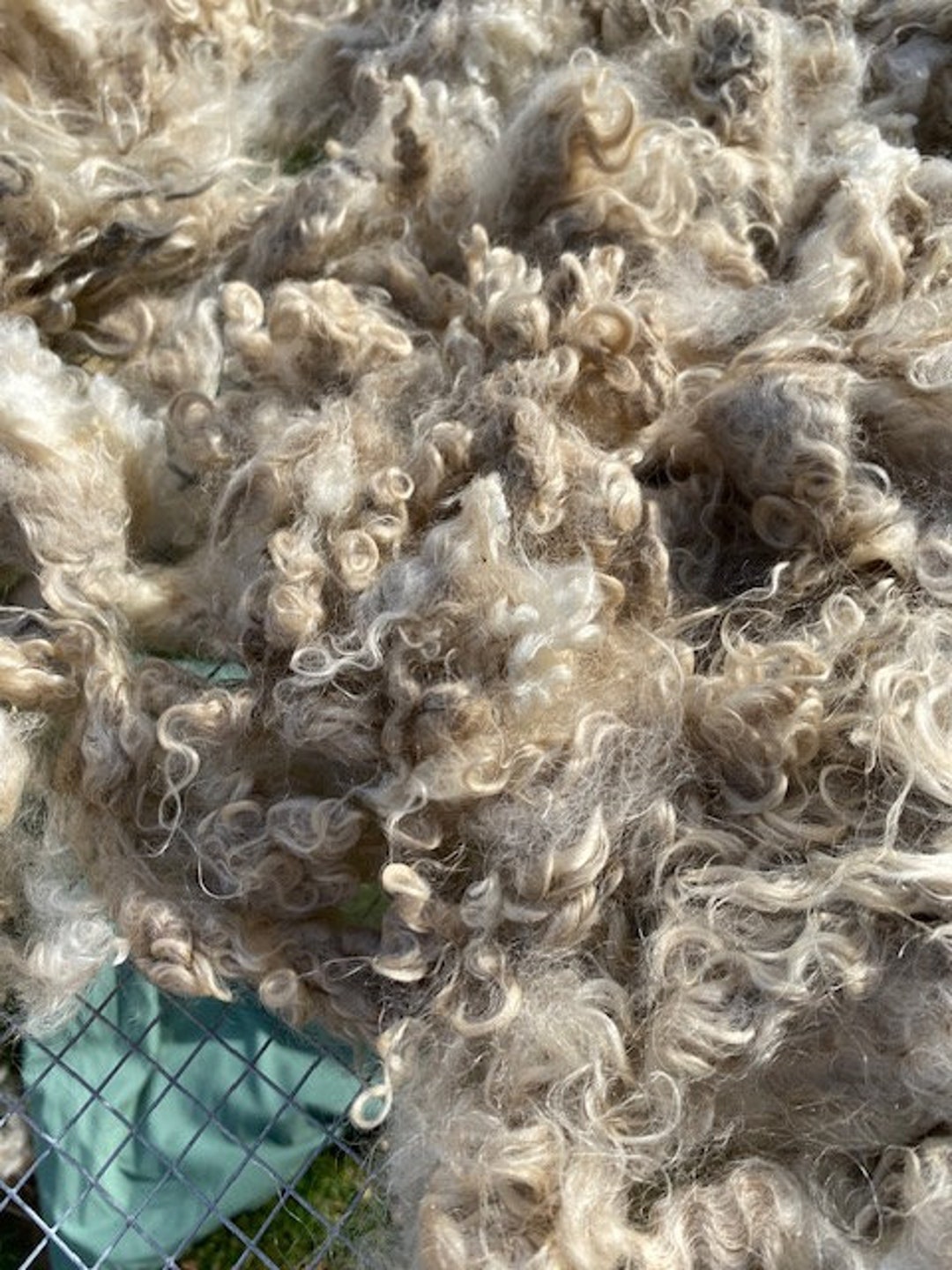 2 Lb Raw Mohair Fleece, Unwashed, White, Very Clean, Angora Goat, Curly