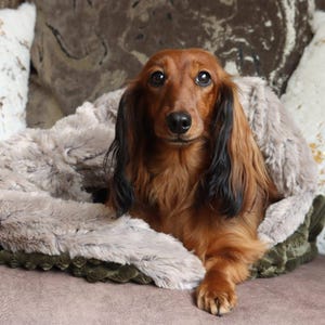 Luxury Pet Snuggle Sack