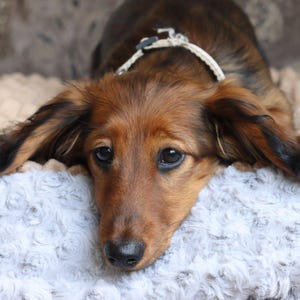 Luxury pet snuggle sack