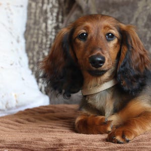 Luxury pet snuggle sack