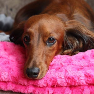 Luxury pet snuggle sack