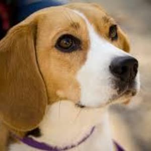 May include: Close-up of a Beagle dog with brown and white fur, a black nose, and floppy ears. The dog is wearing a purple collar and looking to the side. The background is blurred.