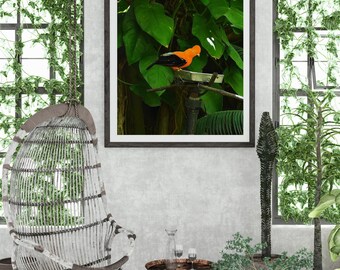 Hahn-of-the-Rock Poster: Dschungel Vogel Wandkunst