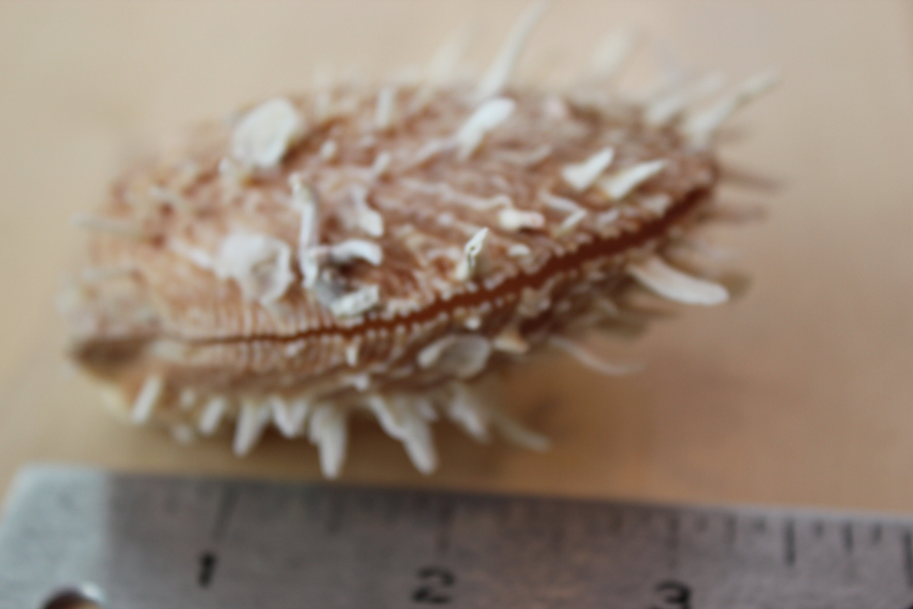 Spiny Oyster Spiny Clam Seashell Beach Décor Nautical - Etsy