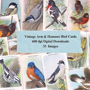 May include: A collection of vintage bird cards featuring colorful illustrations of various bird species. The cards are arranged in a collage, showcasing the diversity of avian life. Text on the image reads "Vintage Arm & Hammer Bird Cards 600 dpi Digital Downloads 33 Images."