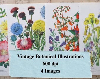 ヴィンテージ植物画：1800年代の印刷可能なアート（デジタル