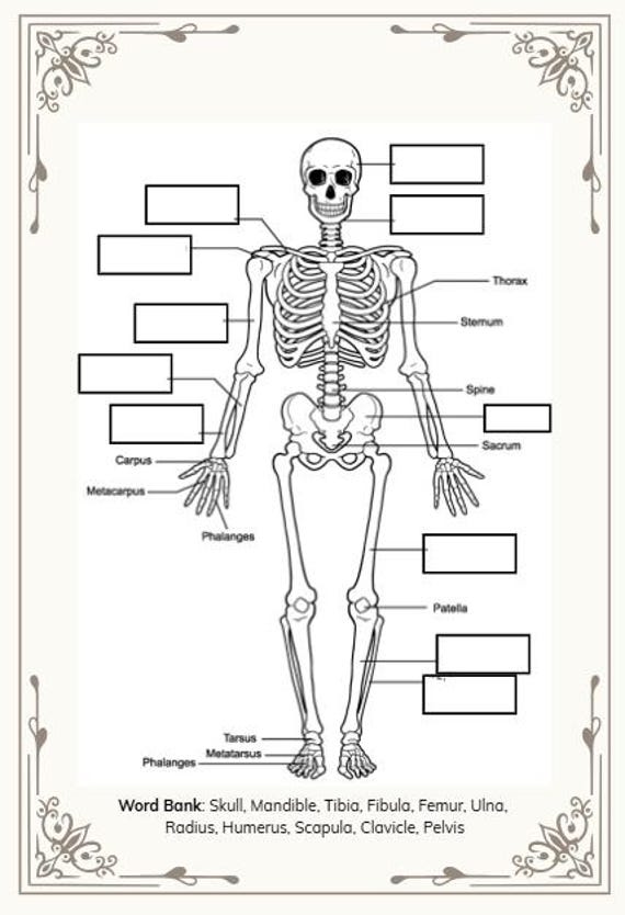 Anatomy Handouts Pdf Printable Skeleton Bones That Are Persnickety