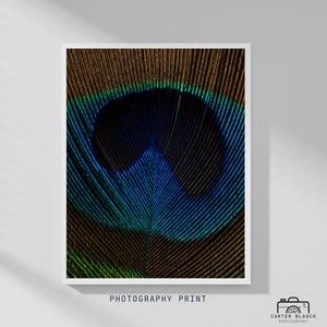 Peacock Feather Digital Download