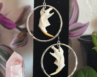 May include: A pair of unique earrings featuring a bone jaw set within a silver hoop. The jaw has a white and cream color with a yellow-orange tooth. The earrings are displayed on a black stand, with plants and a crystal in the background.