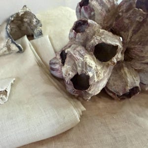 Barnacle 1/4 yard 32 count linen by From the Cauldron