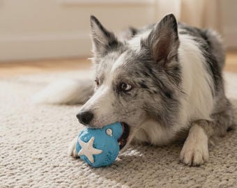 Pode incluir: Um cão Border Collie com um brinquedo azul e branco em forma de criatura marinha. O cão está deitado num tapete bege, segurando o brinquedo na boca. O brinquedo tem um desenho de estrela do mar branca.